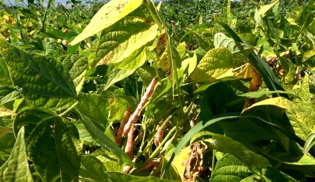 Barbunya Üretimi İle Ekonomiye Destek