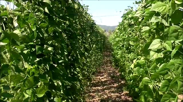 Boncuk Fasulyede Hasat Başladı